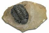 Detailed Phacopid (Morocops) Trilobite - Foum Zguid, Morocco #363155-3